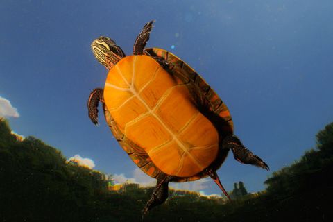 Biodiversität: Klimawandel bedroht Schildkröten