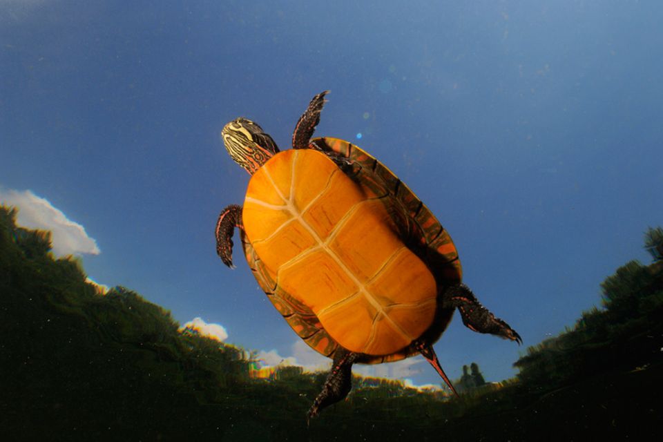 Biodiversität: Wärmeempfindlich: die amerikanische Schildkrötenart Chrysemys picta