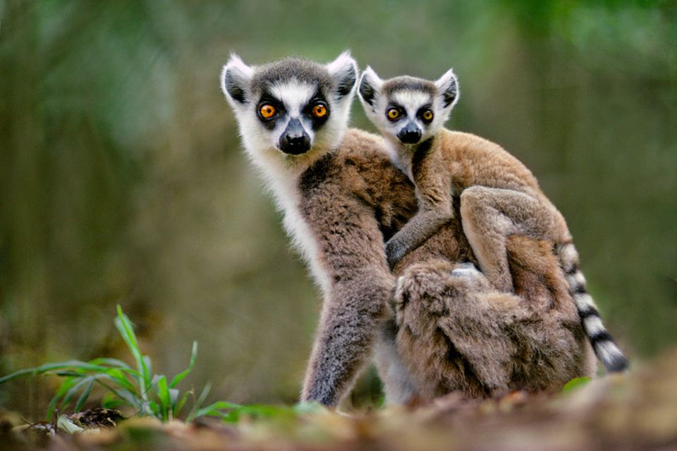 Ozeanische Erlebnisse: Wer wildlebende Lemuren auf Madagaskar entdecken möchte, der muss mehrstündige Fußmärsche durch tropische Regenwälder in Kauf nehmen