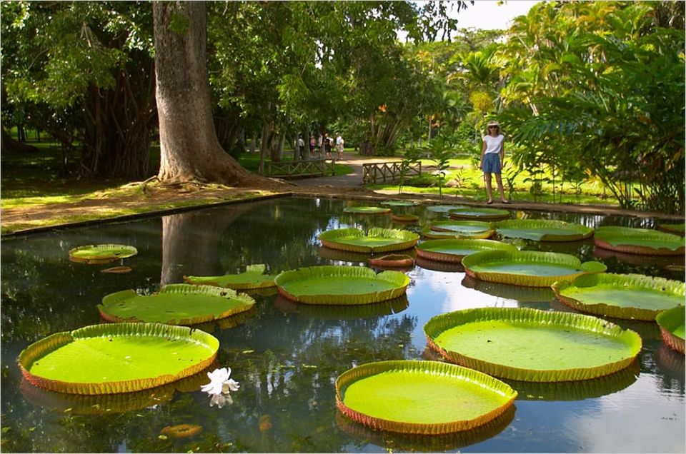 Indischer Ozean: Gigantisch: die Wasserlilien im Pamplemousse Botanical Garden auf Mauritius