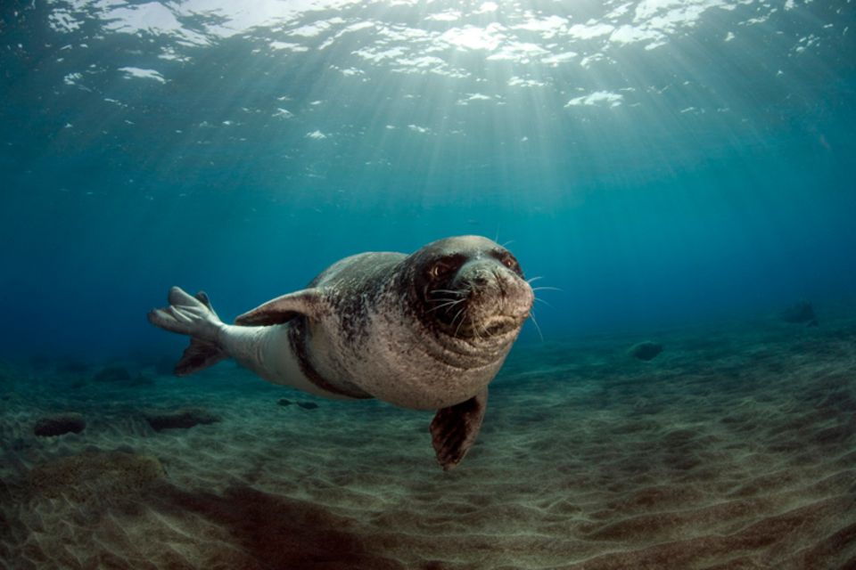 Tierlexikon: Die Mittelmeer-Mönchsrobbe kann bis zu 300 Kilogramm wiegen! Tierlexikon: Die Mittelmeer-Mönchsrobbe kann bis zu 300 Kilogramm wiegen!