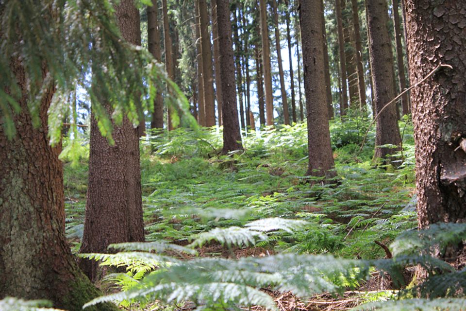 Botanik: Fichten, Tannen, Kiefern und Lärchen sind typisch für den nordischen Nadelwald