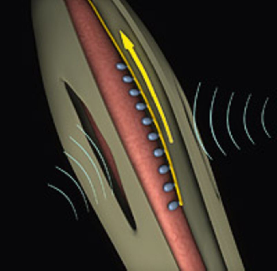 Evolution: DAS OHR AM KNIE: Durch schlitzförmige Öffnungen gelangen Schallwellen in das Gehörorgan im Bein der Heuschrecke und bringen eine Membran zum Schwingen. Nervenzellen registrieren die Vibration und senden die Information als elektrischen Impuls zum Gehirn des Insekts Evolution: DAS OHR AM KNIE: Durch schlitzförmige Öffnungen gelangen Schallwellen in das Gehörorgan im Bein der Heuschrecke und bringen eine Membran zum Schwingen. Nervenzellen registrieren die Vibration und senden die Information als elektrischen Impuls zum Gehirn des Insekts