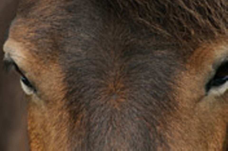 Schiebepuzzle: Pony
