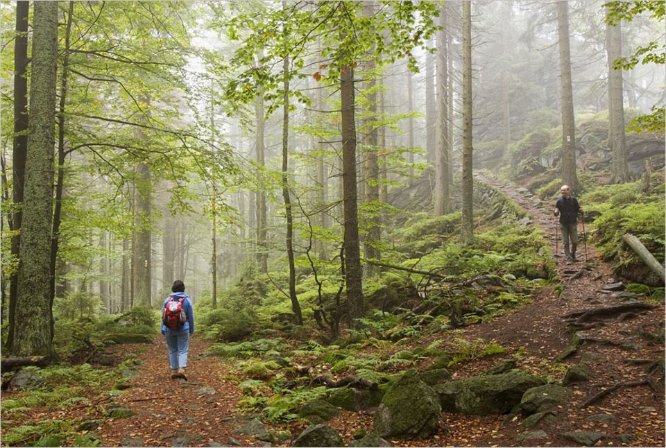 Herbstausflug: Fichten, Buchen, Tannen, Weiden und Vogelbeeren schießen wie botanische Feuerwerke aus dem Boden. So sieht es aus, wenn ein Bergmischwald seit 40 Jahren vor sich hin vegetiert Herbstausflug: Fichten, Buchen, Tannen, Weiden und Vogelbeeren schießen wie botanische Feuerwerke aus dem Boden. So sieht es aus, wenn ein Bergmischwald seit 40 Jahren vor sich hin vegetiert