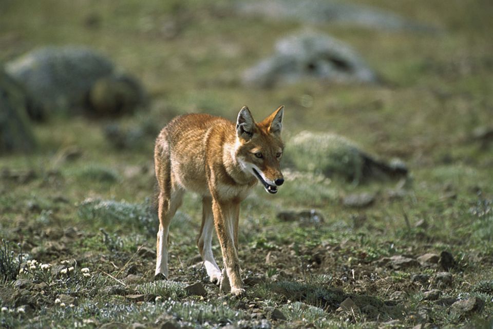 Tierlexikon: Der Äthiopische Wolf ist eine sehr seltene Wolfsart