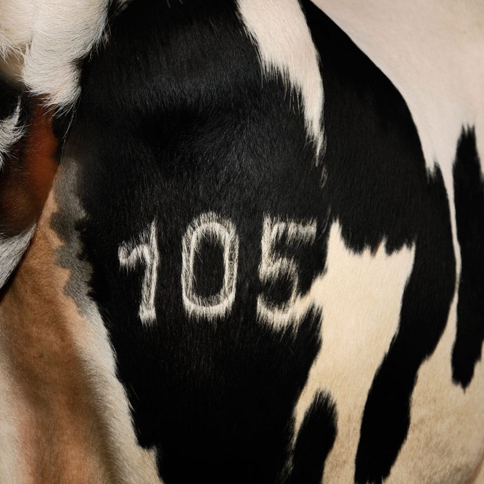 Landwirtschaft: Das System Kuh