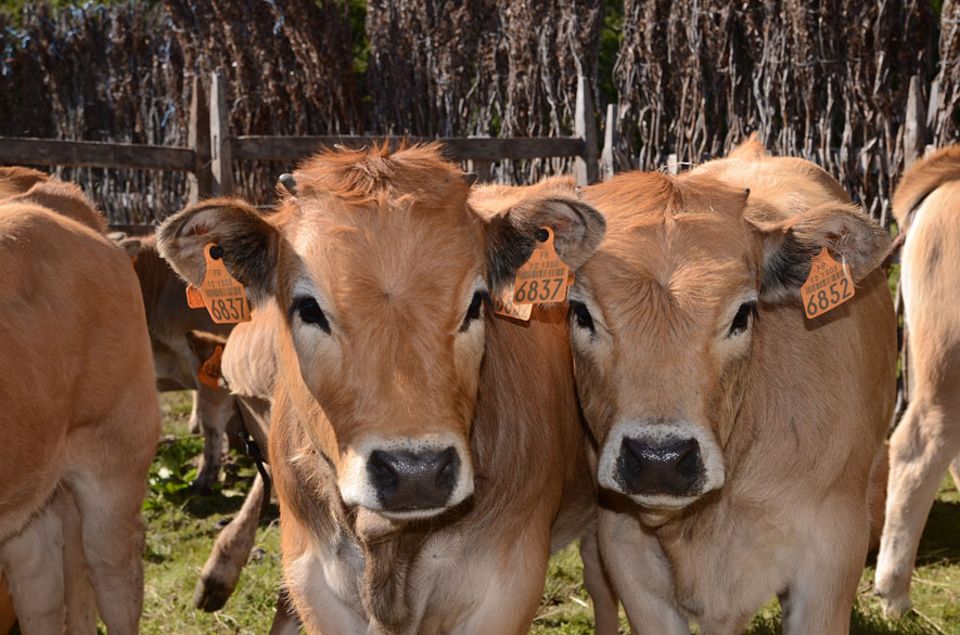 Dem Aubrac-Rind wird nachgesagt, dass es schönere Augen als die Mädchen in der Gegend habe. Die Kühe sind besonders mütterlich und geben ihre sahnige, vom Aroma der Kräuter angereicherte Milch nur im Beisein ihrer Kälber ab