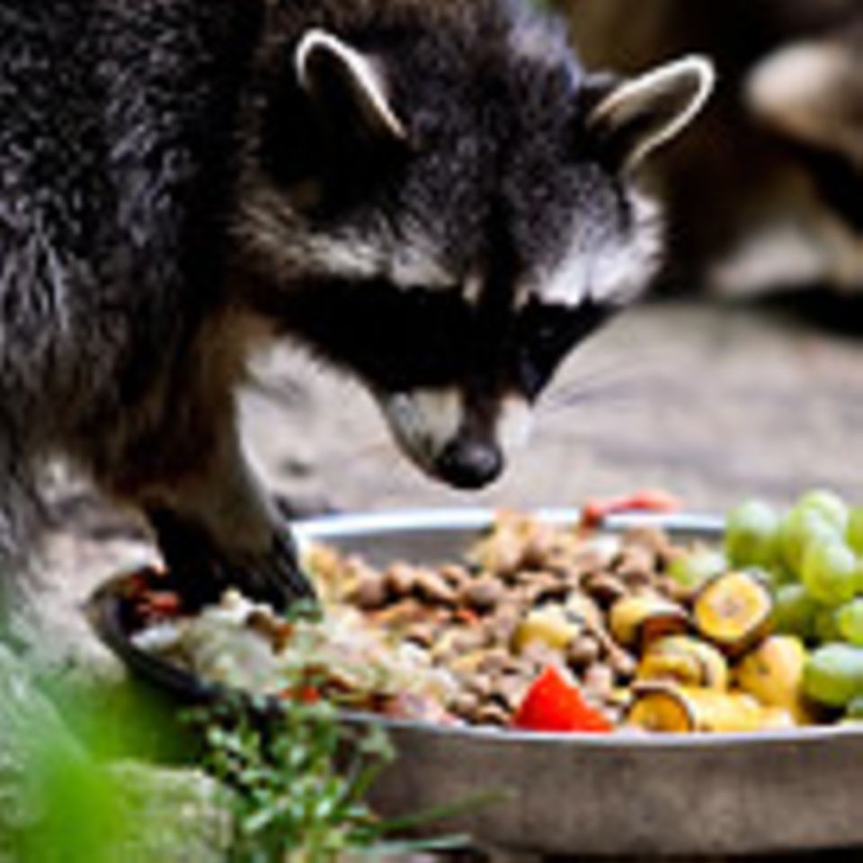 Schiebepuzzle: Waschbär