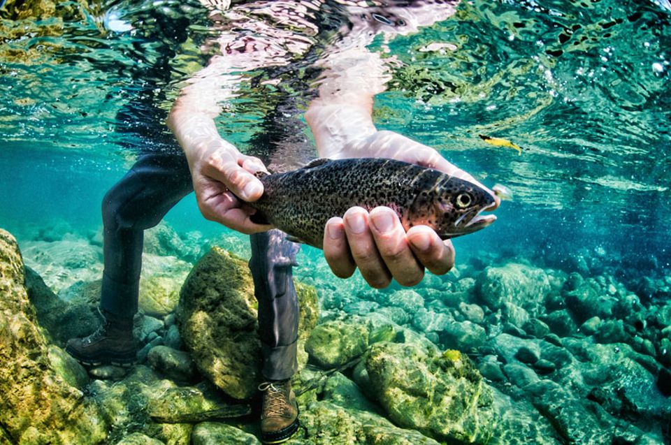 Studie: In guten Händen? Ob Fische Schmerzen empfinden, ist angeblich eine ungeklärte Frage Studie: In guten Händen? Ob Fische Schmerzen empfinden, ist angeblich eine ungeklärte Frage