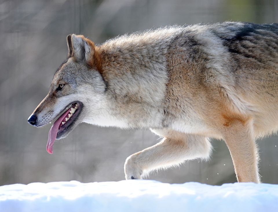 Wölfe: Der erste Grauwolf wandert im Jahr 1996 aus Polen ein. Im Juli 2013 leben in Deutschland bereits 24 Rudel und drei Einzeltiere. Mehr als die Hälfte von ihnen haben ihre Jagdreviere in der Lausitz