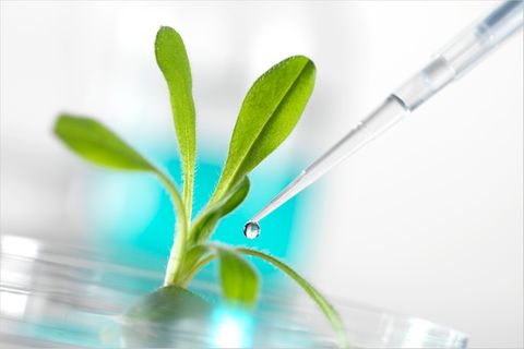 HannoverGEN: Agro-Gentechnik im Schülerlabor?