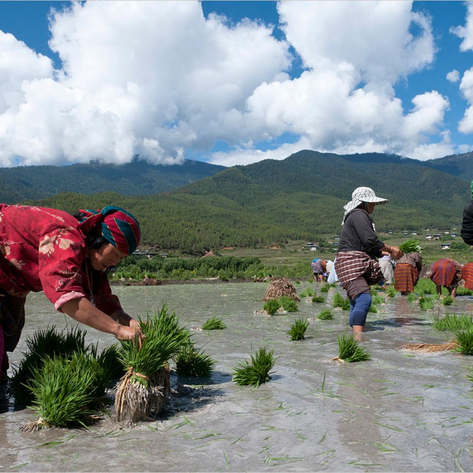 Landwirtschaft: Bio-Königreich Bhutan