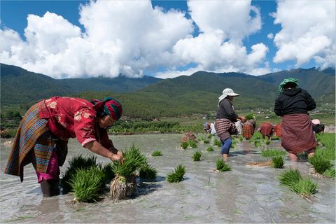 Landwirtschaft: Bio-Königreich Bhutan