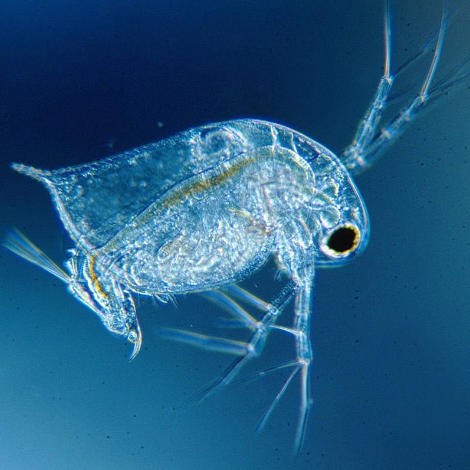 Ökologie: Plastik im See