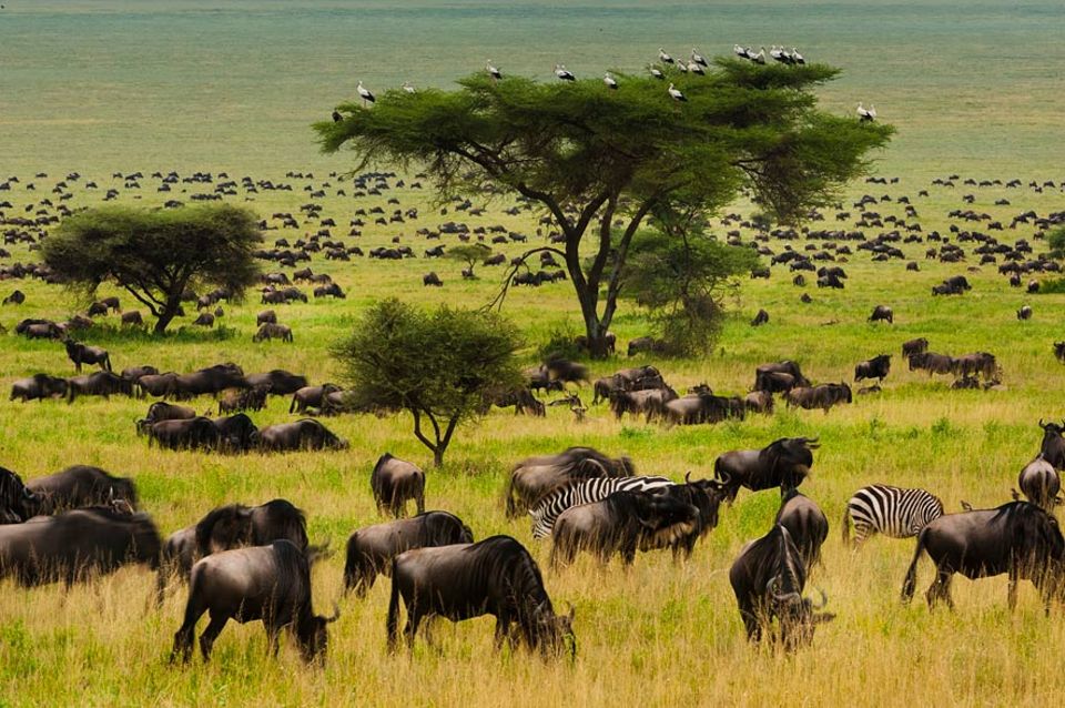Zugvögel: Störche in Afrika. Werden sie ihr Zugverhalten ändern? Zugvögel: Störche in Afrika. Werden sie ihr Zugverhalten ändern?
