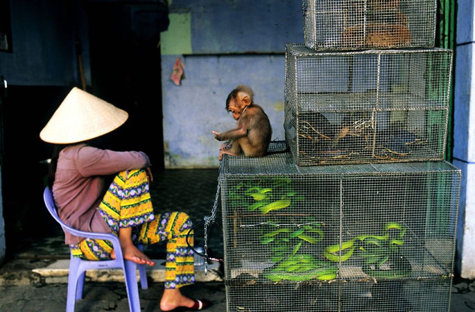 Illegaler Tierhandel: Kein ungewöhnlicher Anblick in den Gassen von Hanoi: Wildtiere, die zum Verkauf angeboten werden - als fragwürdige Delikatessen oder Medizin Illegaler Tierhandel: Kein ungewöhnlicher Anblick in den Gassen von Hanoi: Wildtiere, die zum Verkauf angeboten werden - als fragwürdige Delikatessen oder Medizin