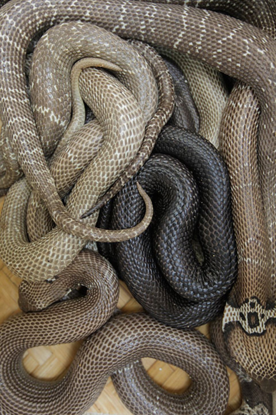 Im Norden Vietnams, im Dorf Vinh Son, werden Schlangen hauptsächlich wegen ihres Geschmacks und ihrer medizinischen Qualitäten geschätzt