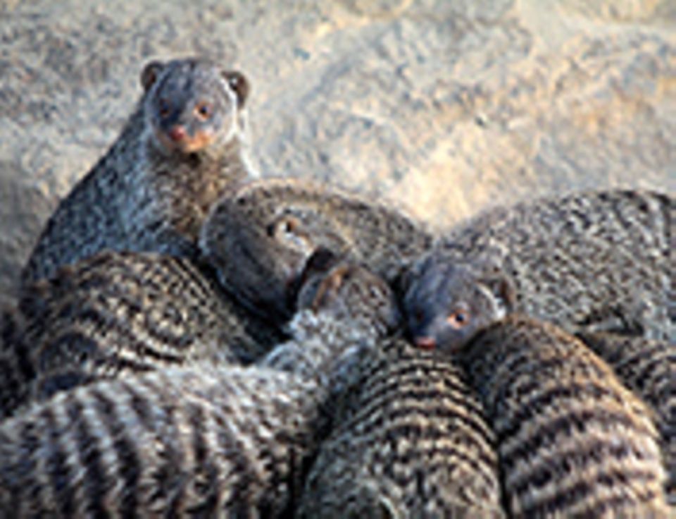 Tierlexikon: Zebramangusten leben in den unterschiedlichsten Territorien