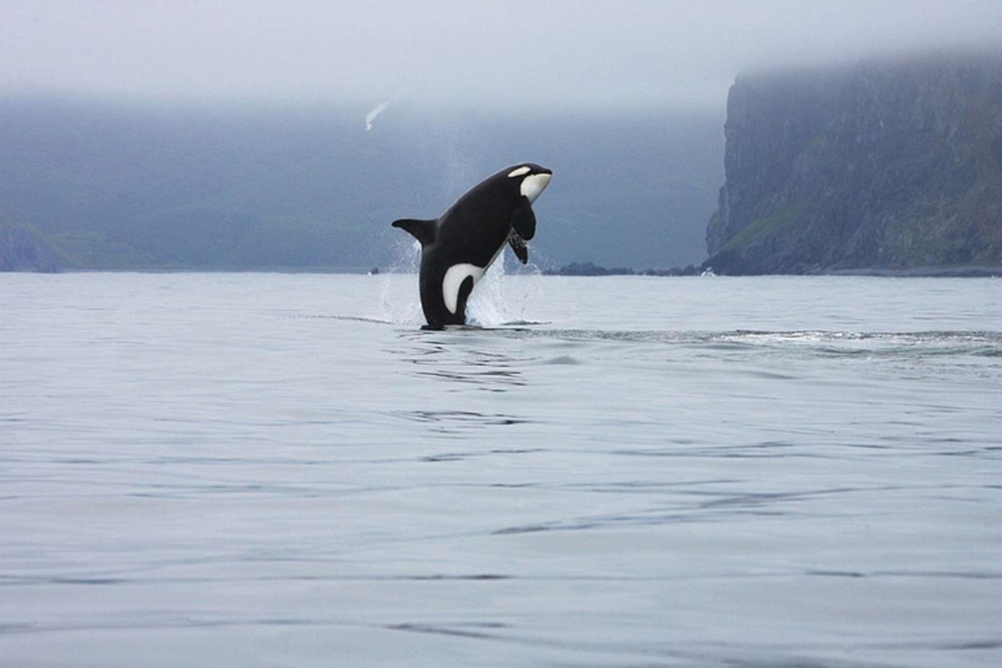 Tierlexikon: Orcas - also Schwertwale - sind die größten Vertreter der Delfine