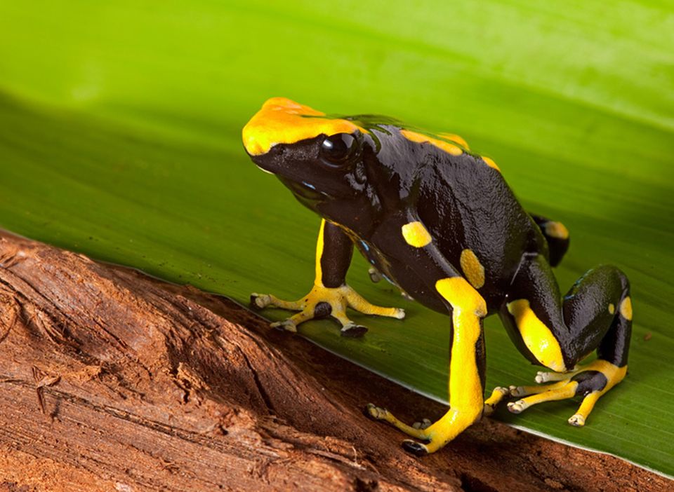 Pfeilgiftfrosch Infos im Tierlexikon  GEOLINO  