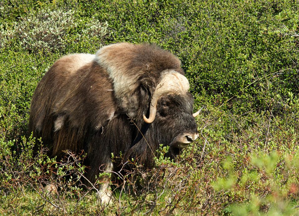 Tierlexikon: Moschusochsen leben im Norden Grönlands, Kanadas und Alaskas