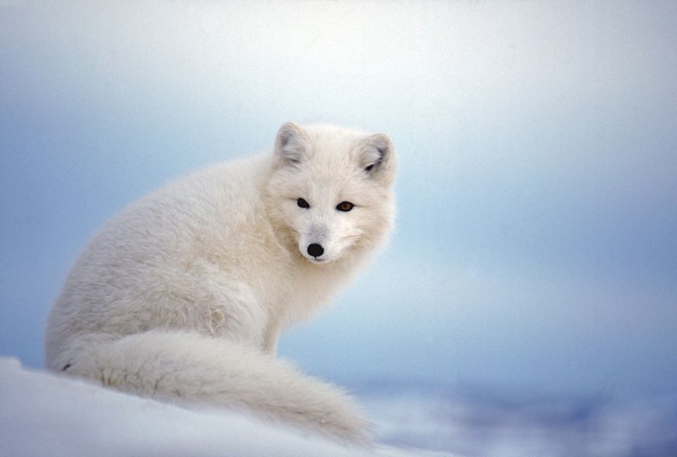 Tiere: Im Winter trägt der Polarfuchs ein dickes, weißes Fell, anders als im Sommer Tiere: Im Winter trägt der Polarfuchs ein dickes, weißes Fell, anders als im Sommer