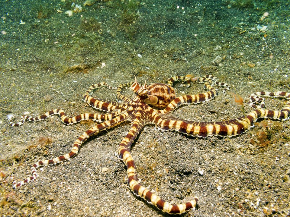 Tierlexikon: Der Mimic Octopus wurde erst im Jahr 1998 von Forschern entdeckt