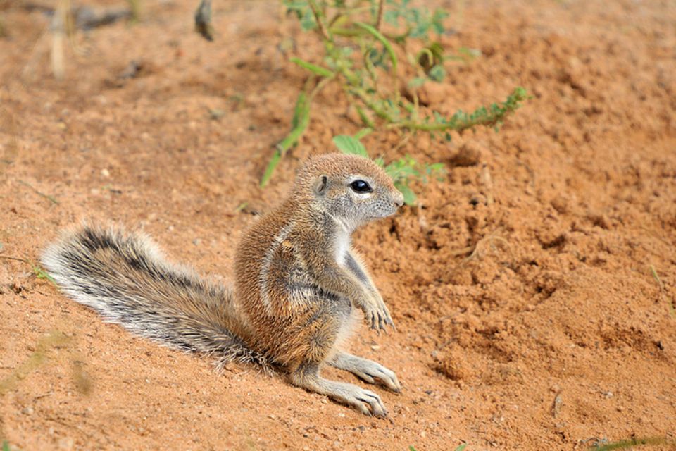 Tierlexikon: Das Kap-Borstenhörnchen ist entfernt mit unserem Eichhörnchen verwandt