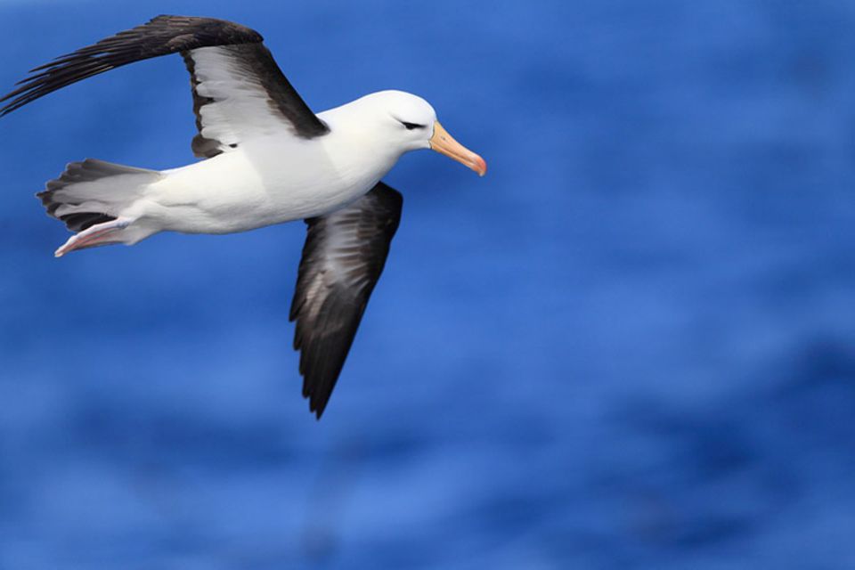 Tierlexikon: Einem Albatros begegnet man eher auf der Süd- als auf der Nordhalbkugel