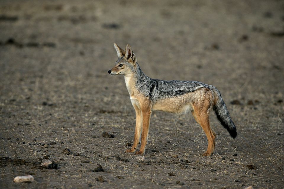 Tierlexikon: Schabrackenschakale sind in Afrika zu Hause Tierlexikon: Schabrackenschakale sind in Afrika zu Hause