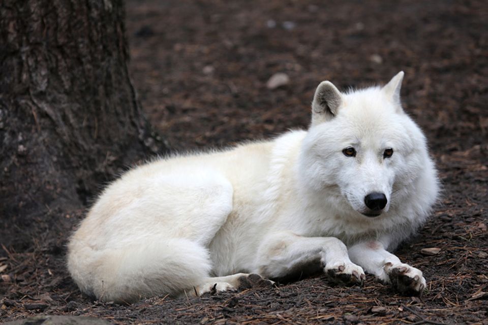 Tierlexikon: Ein Polarwolf hat ein schneeweißes Fell Tierlexikon: Ein Polarwolf hat ein schneeweißes Fell