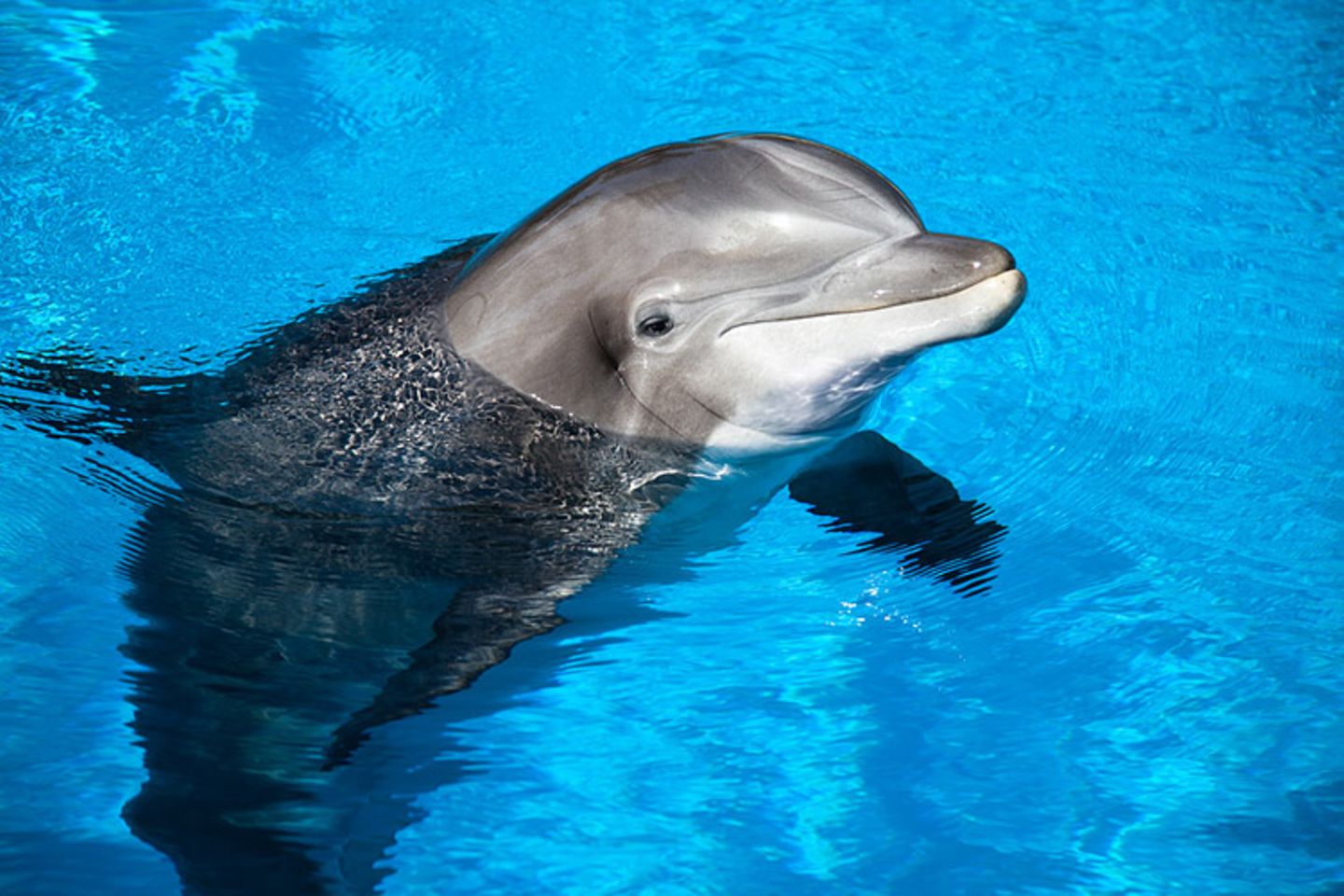 Tierlexikon: Die bekanntesten unter den rund 40 Delfin-Arten sind der Große Tümmler (Foto) und der Schwertwal