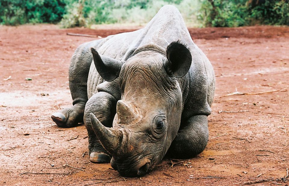Tierlexikon: Das Spitzmaulnashorn ist wegen seines Horns sehr begehrt bei Wilderern Tierlexikon: Das Spitzmaulnashorn ist wegen seines Horns sehr begehrt bei Wilderern