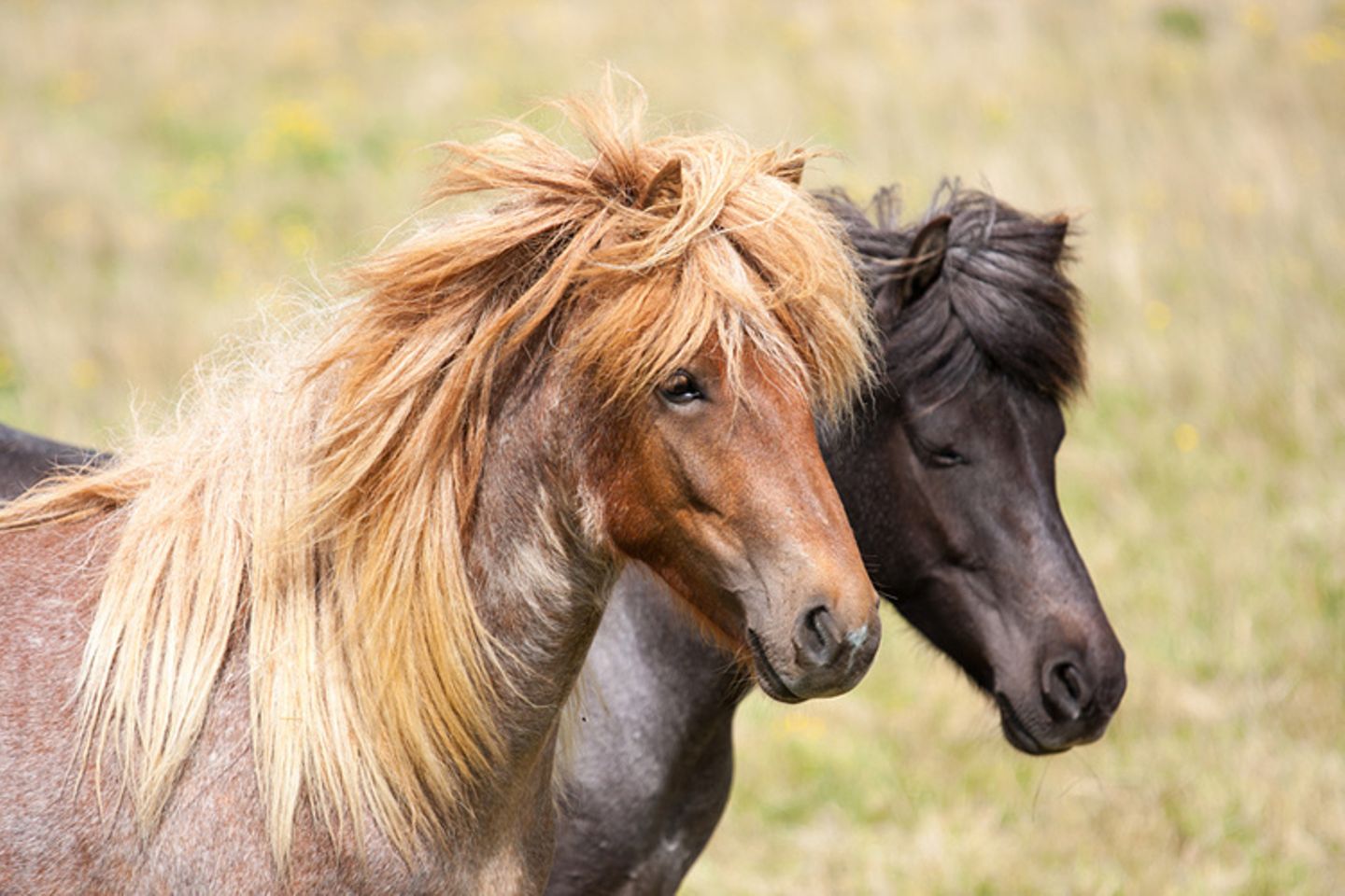 Tierlexikon: Die meisten Islandpferde gehören aufgrund ihrer Größe zu den Ponys. Heute gibt es weltweit über 300.000 Islandpferde