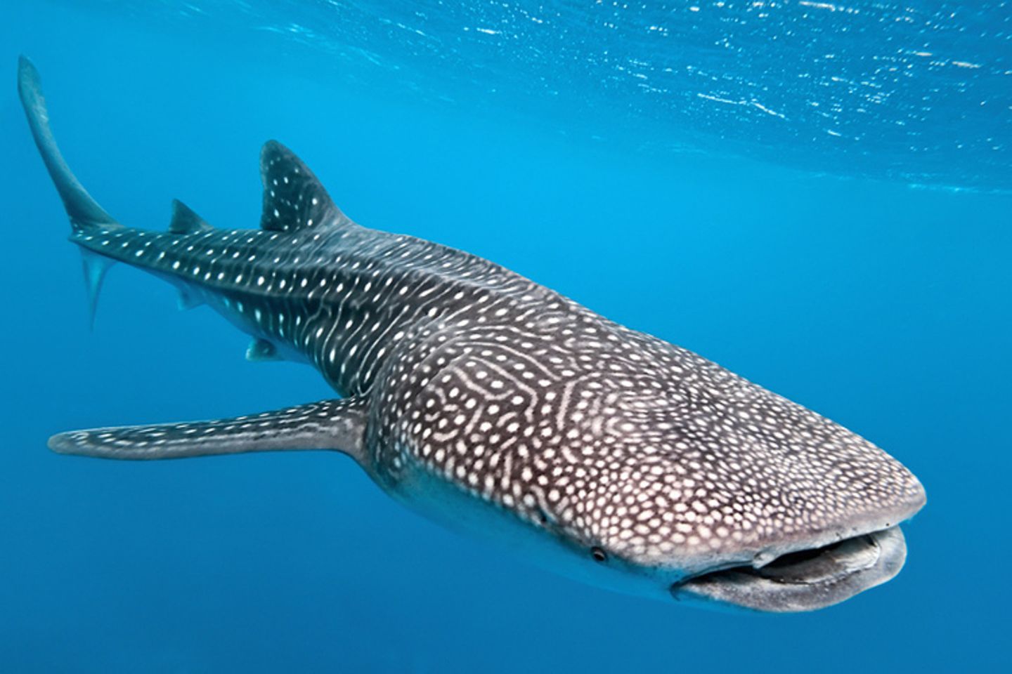 Tierlexikon: Der Walhai ist der größte Fisch der Welt