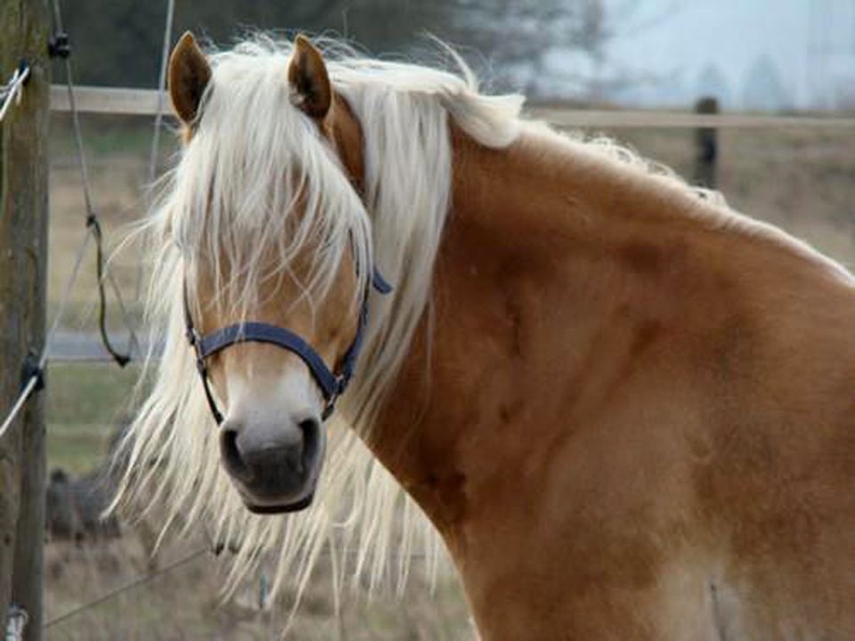 Tierlexikon: Haflinger sind sehr ausdauernd Tierlexikon: Haflinger sind sehr ausdauernd
