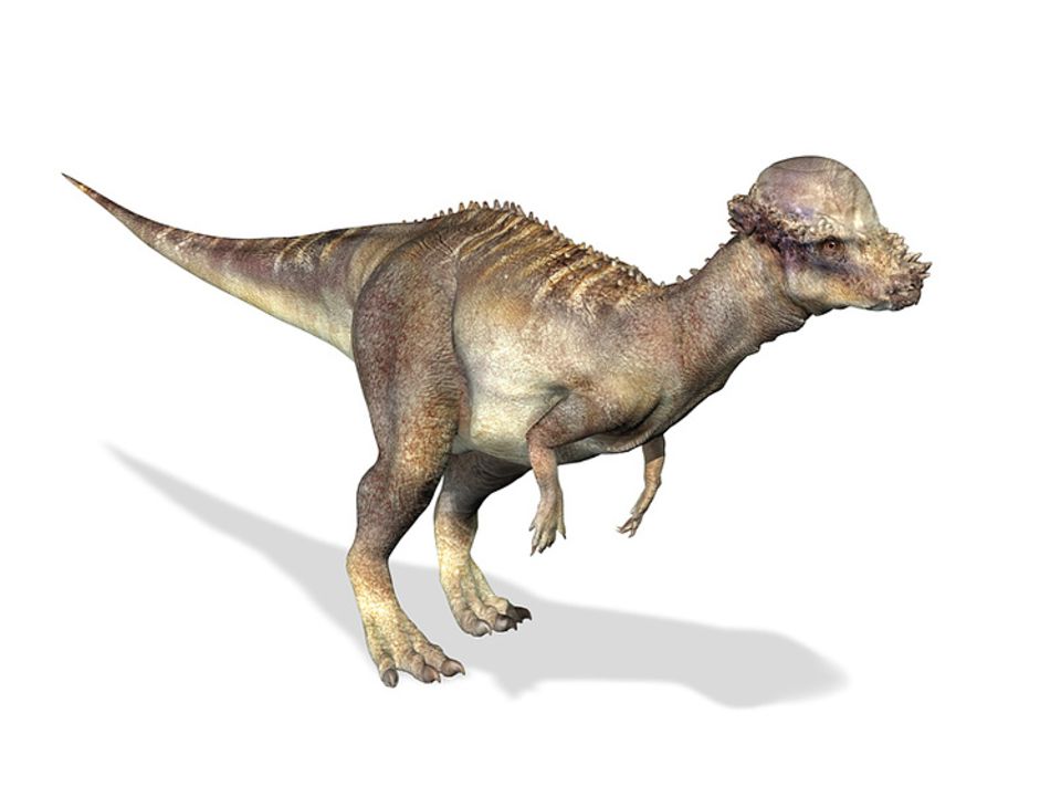 Tierlexikon: Der Pachycephalosaurus konnte sich mit seinem Knochenwulst gut wehren Tierlexikon: Der Pachycephalosaurus konnte sich mit seinem Knochenwulst gut wehren