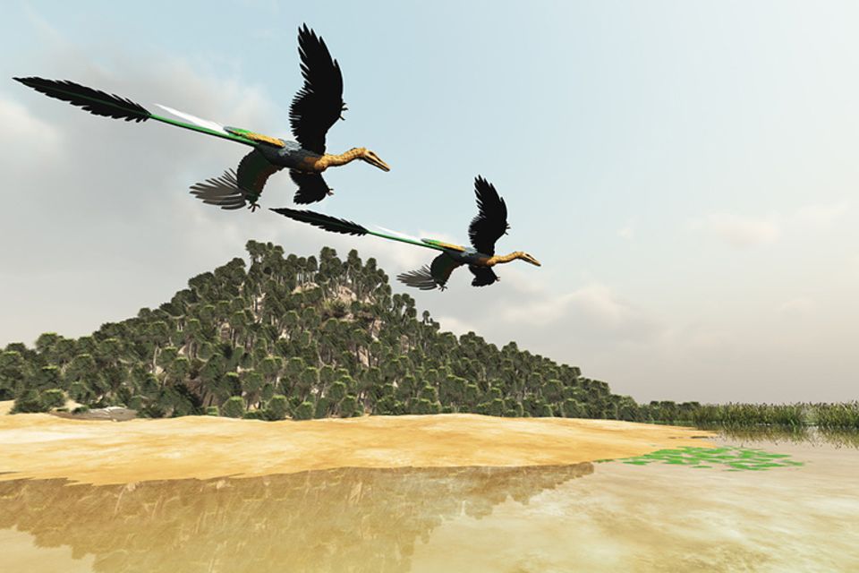 Tierlexikon: Microraptor