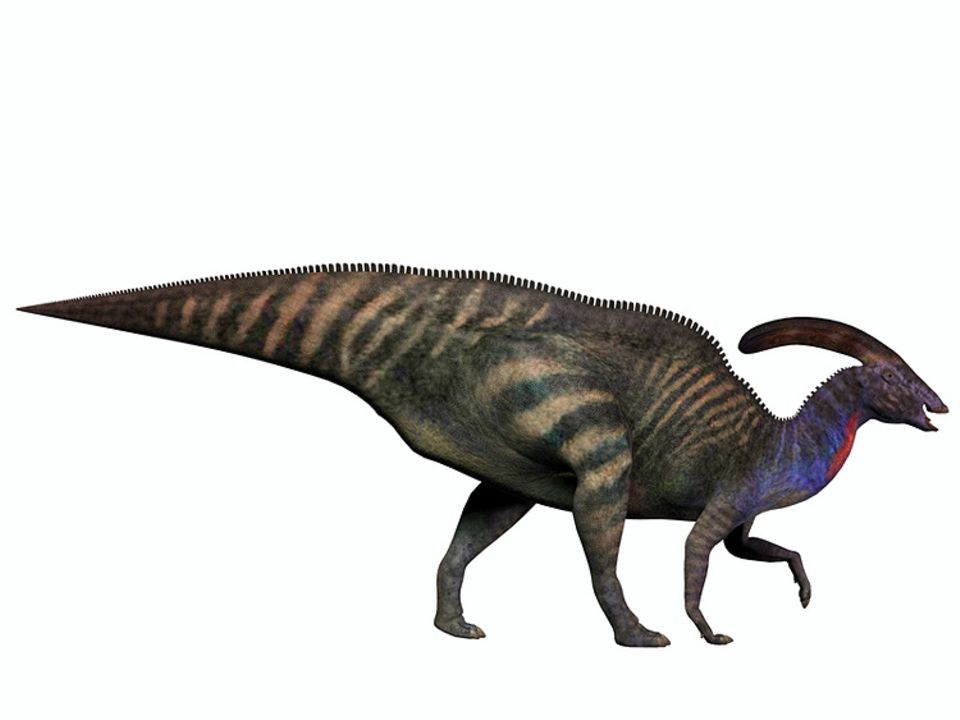 Tierlexikon: Bisher sind die Wissenschaftler ratlos über den Knochenzapfen des Parasaurolophus