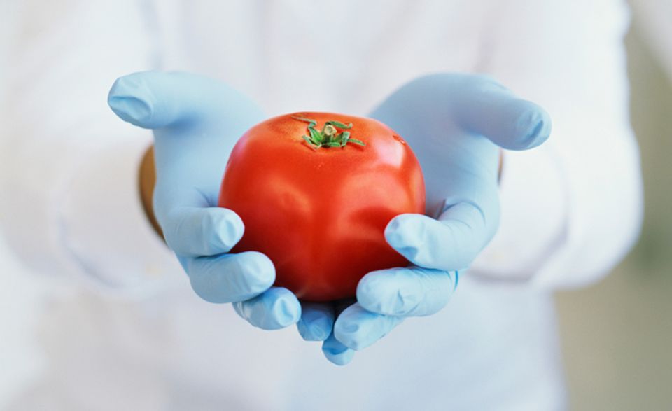 Ernährung: Mittels grüner Gentechnik können Wissenschaftler, unter anderem, einer Tomate ganz neue Eigenschaften geben Ernährung: Mittels grüner Gentechnik können Wissenschaftler, unter anderem, einer Tomate ganz neue Eigenschaften geben