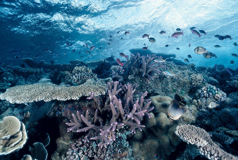 Korallen: Der Reichtum des Riffs: Zwischen Fischschwärmen entfaltet eine rosafarbene Geweihkoralle ihre zarte Schönheit