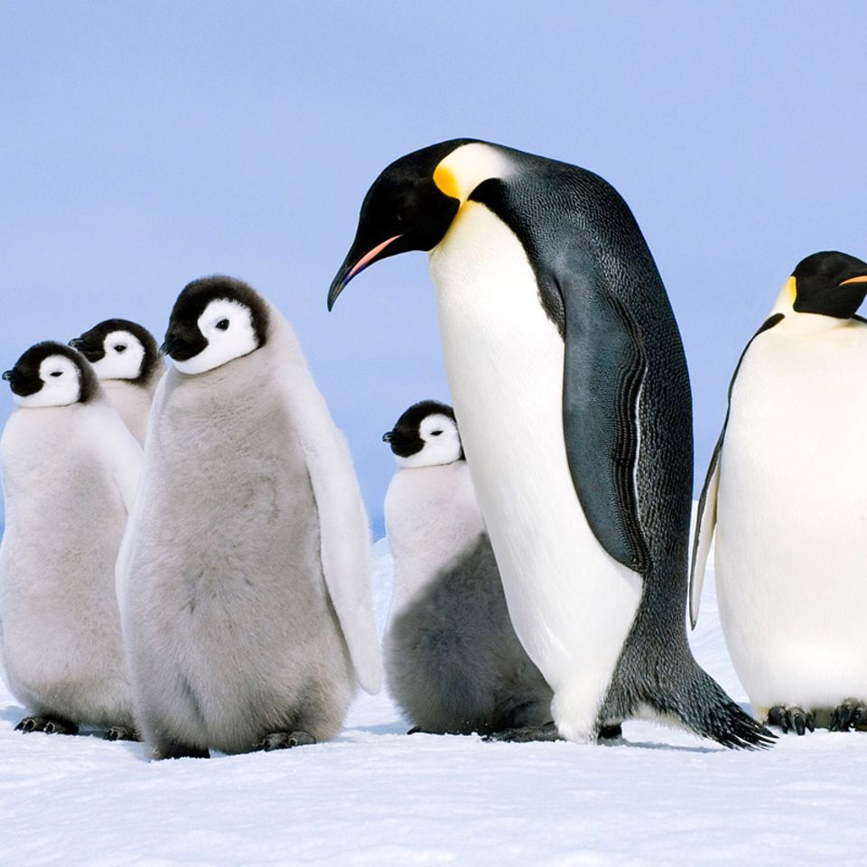 Kaiserpinguine: Nestwärme im ewigen Eis