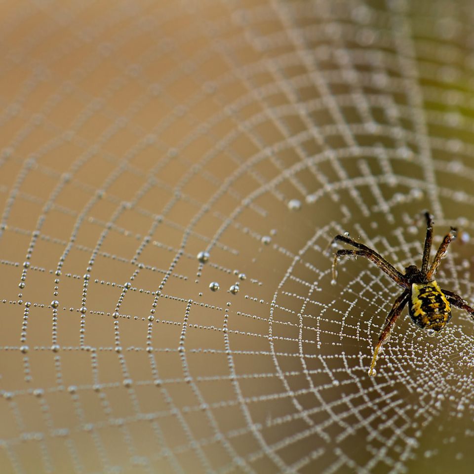 Umwelt: Wenn Spinnen spinnen