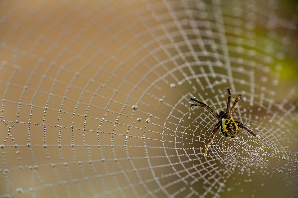 Umwelt: Wenn Spinnen spinnen