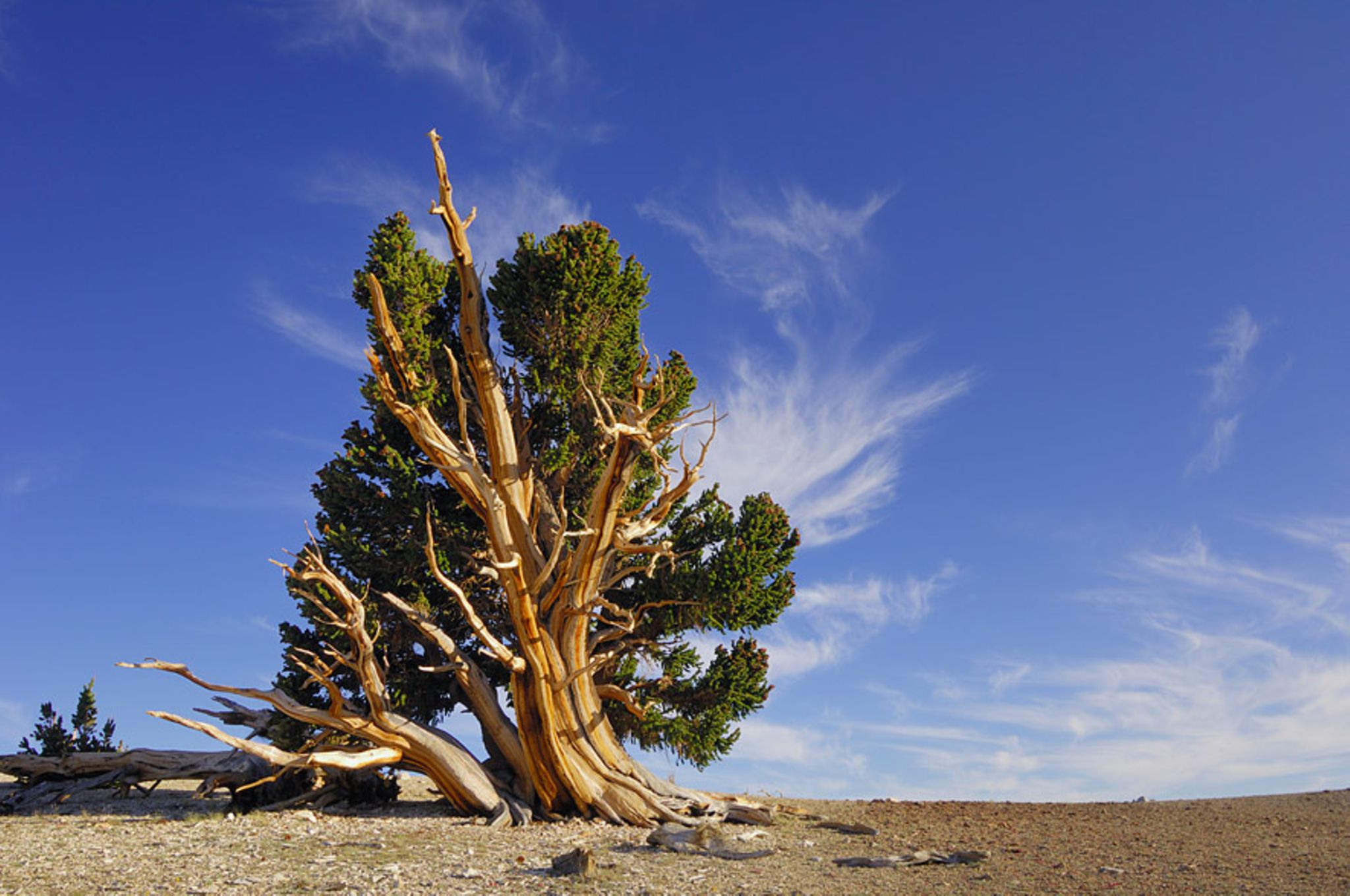 Wunder der Botanik: Der älteste Baum der Welt - [GEO]