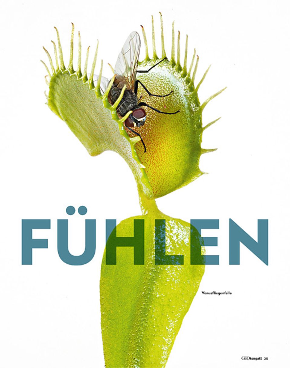 Pflanzen: Venusfliegenfalle Pflanzen: Venusfliegenfalle