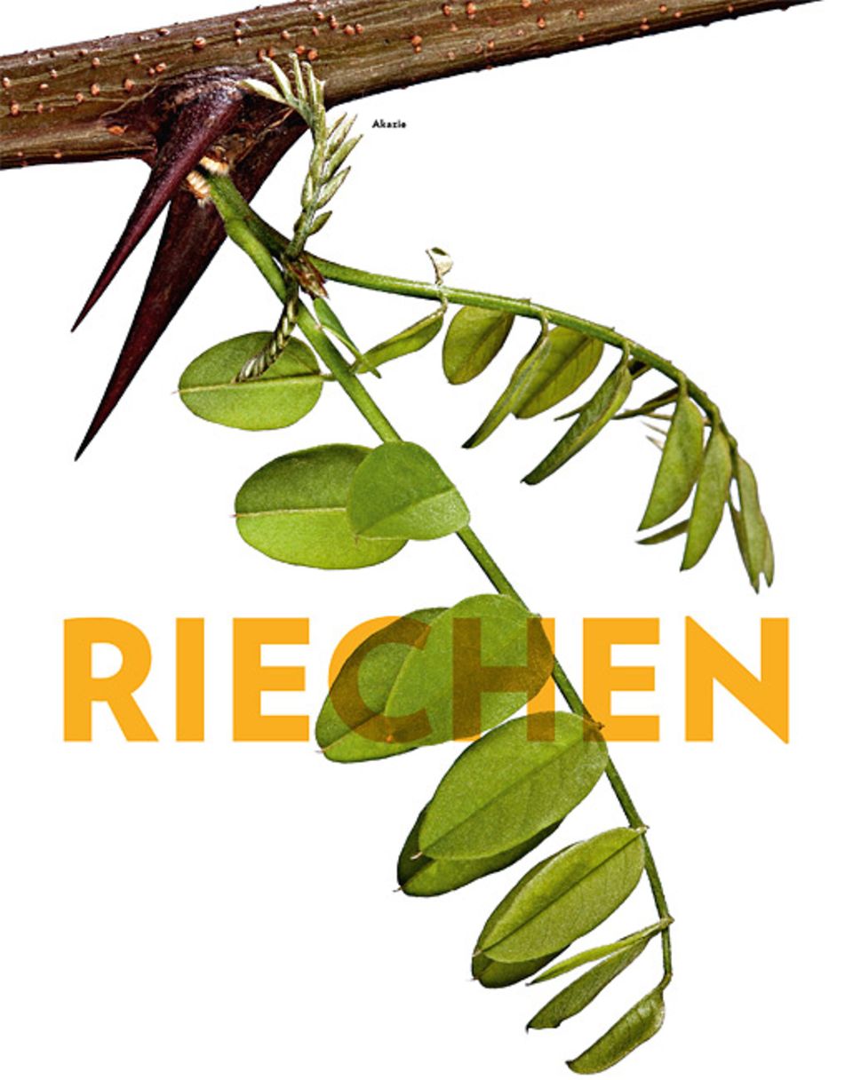 Pflanzen: Akazie Pflanzen: Akazie