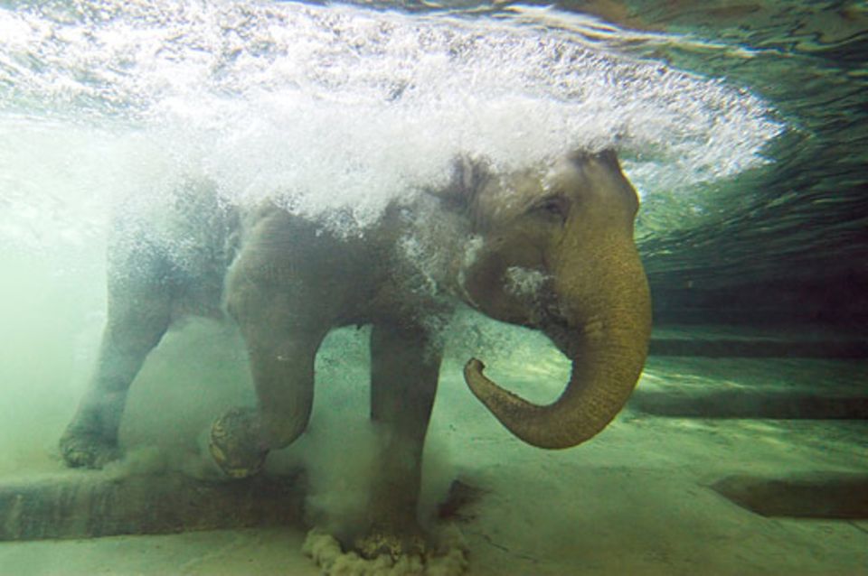 Redewendung: Ein Elefantenjunges an einer Wasserstelle