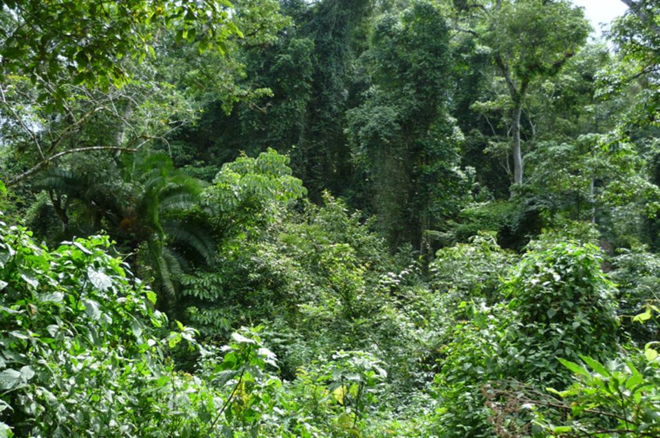 Apoyo a la creacción y el manejo de bosques comunales Apoyo a la creacción y el manejo de bosques comunales
